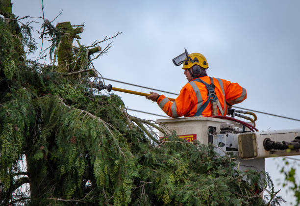 Best Tree Maintenance Programs  in West Whittier Los Nietos, CA