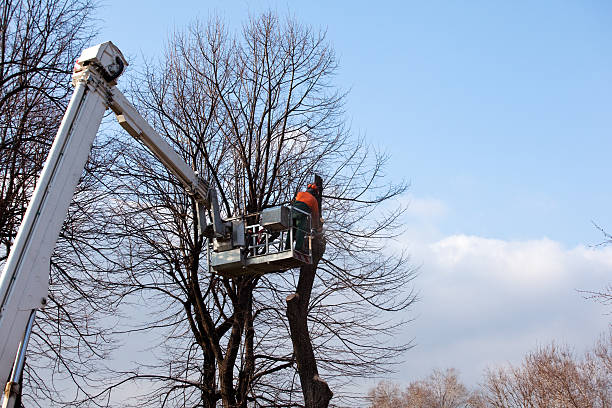 Best Commercial Tree Services  in West Whittier Los Nietos, CA